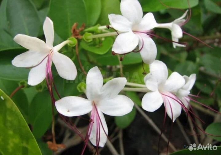 Клеродендрумы (17 сортов)