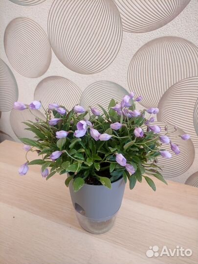 Фиалки листья черенки