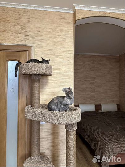 Когтеточка домик для кошки