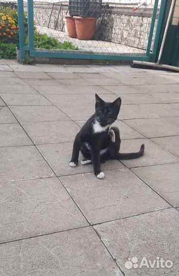 Кошки в добрые руки
