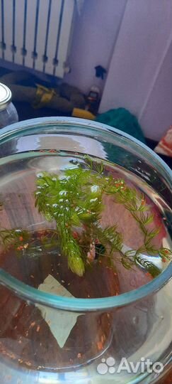 Рыбка петушок с аквариумом