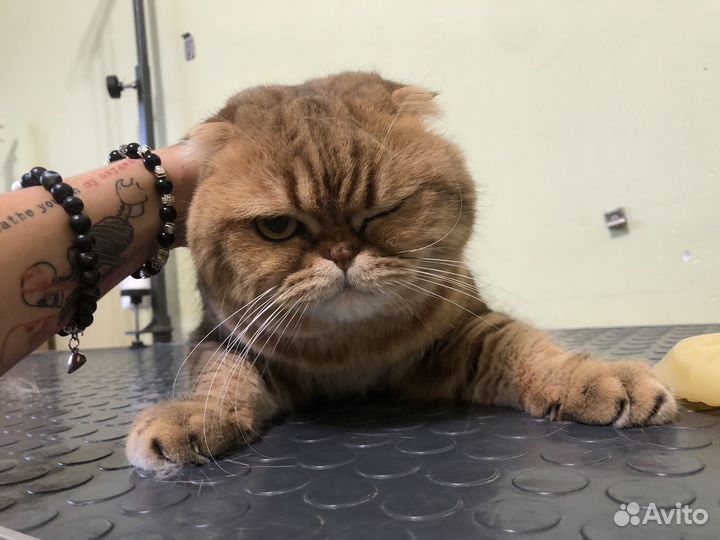 Груминг кошек