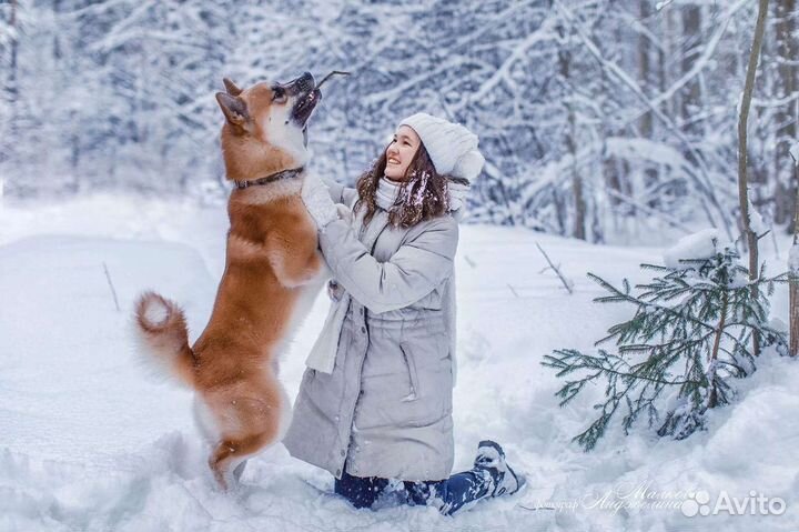 Собаки хаски щенки