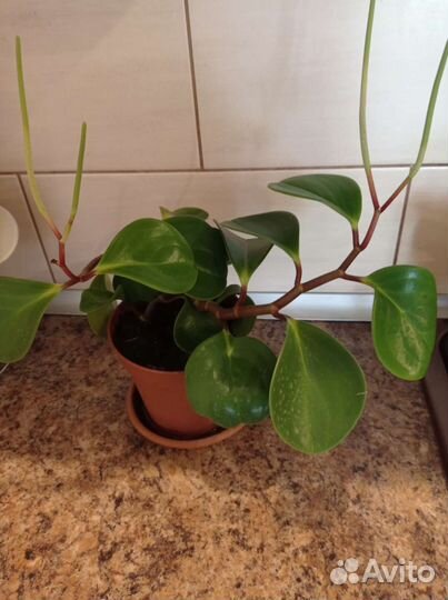 Пеперомия туполистная с хлорофитумом
