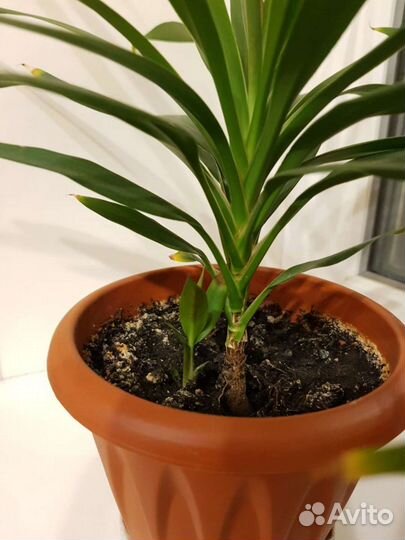 Пальмочка домашняя