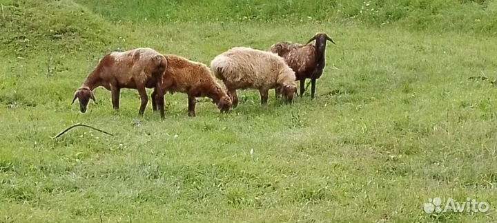 Овцы бараны