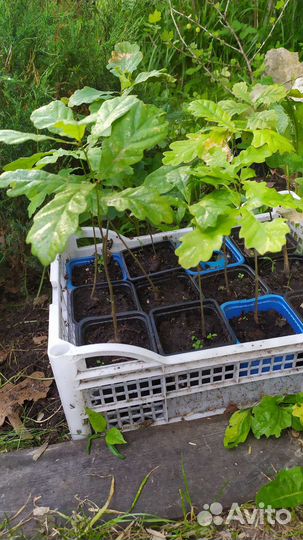 Саженцы дуба