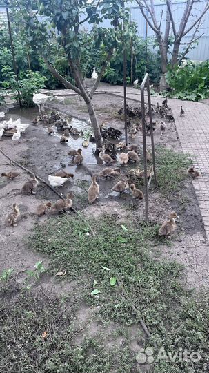 Бройлеры; утки; индоутки; циплята