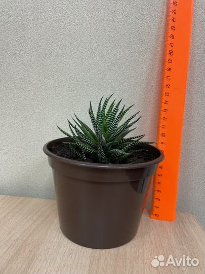 Кактусы и суккуленты