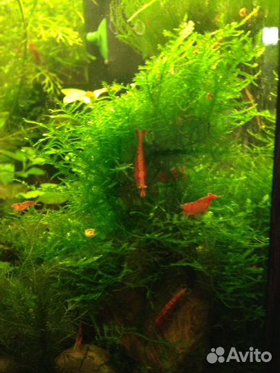 Рыбки, креветки, улитки,растения, коряги
