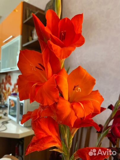 Гладиолусы (луковицы)