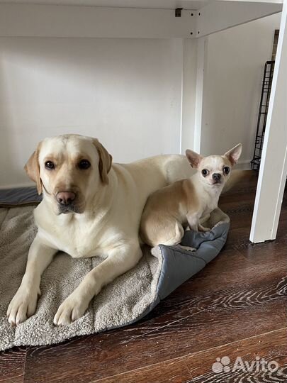 Передержка собак