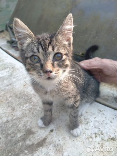 Отдам в добрые руки маленького котенка