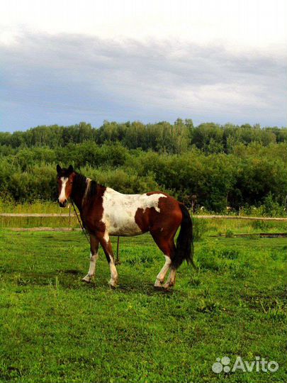 Пегая кобылка