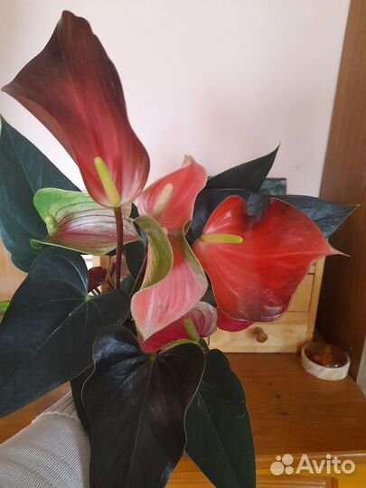 Антуриум рейнбоу чемпион