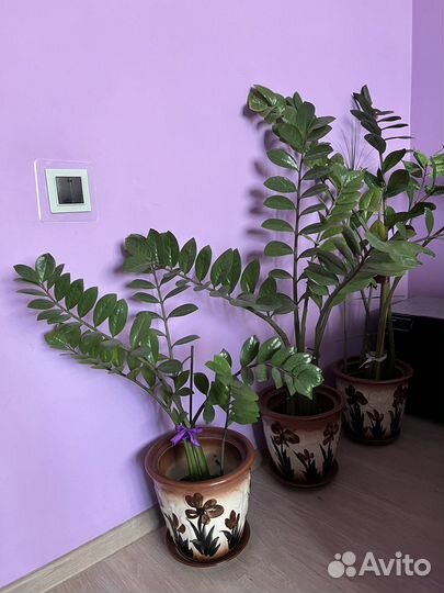 Замиокулькас в керамическом горшке