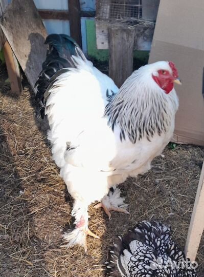 Петух брама