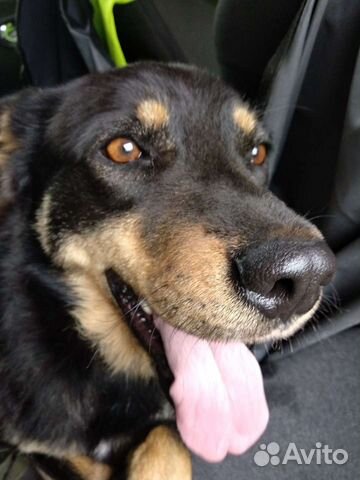 Молодая собака в поисках Человека