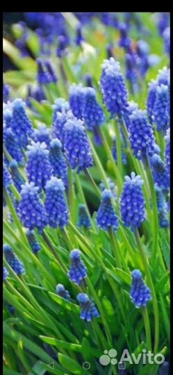 Луковицы мускари