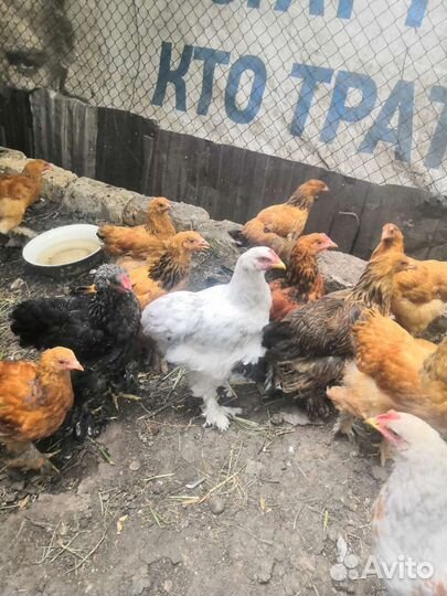 Цыплята брама и лакеданзи