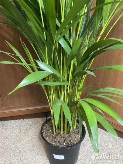 Пальма арека дипсис комнатные растения