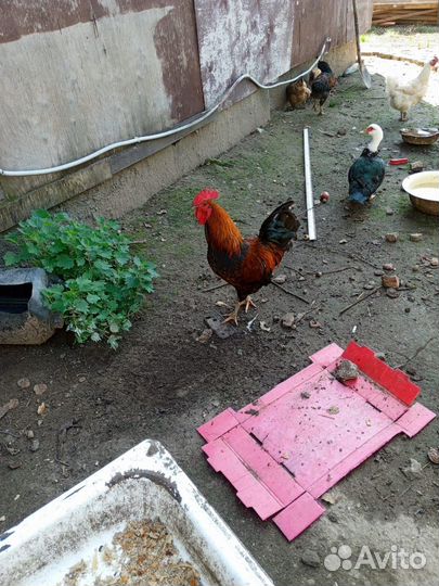 Утки. Индюки. Кури. Петухи