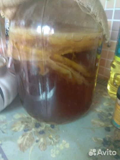 Чайный гриб