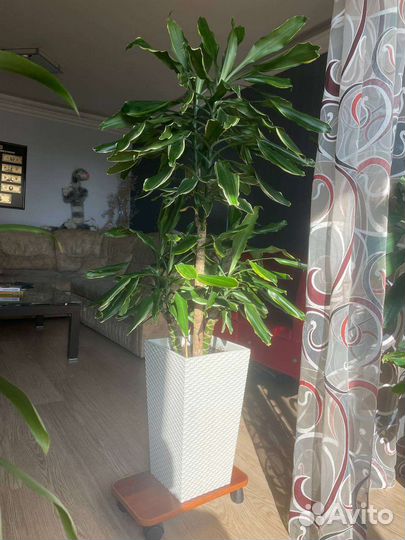 Цветок для офиса или для дома