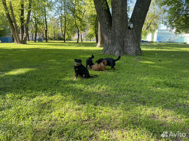 Зоотакси Стая песиков