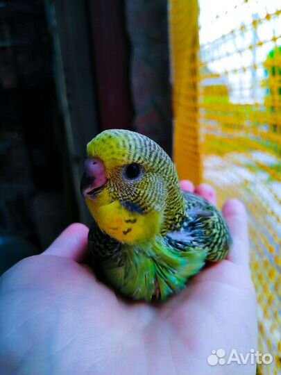 Птенцы выкармыши выставочного волнистого попугая