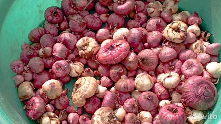 Продам луковицы гладиолусов