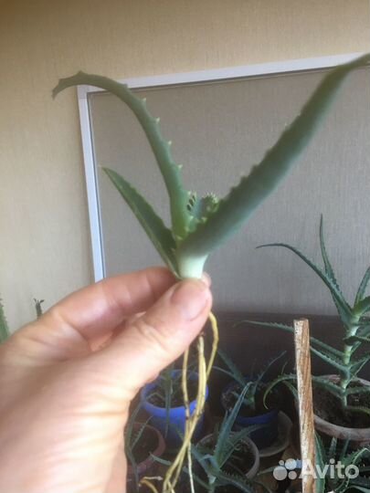 Растения Алое, денежное дерево Толстянка, Декабрис