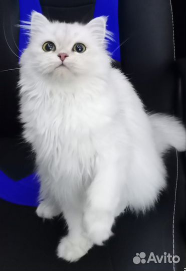 Шотландская кошка