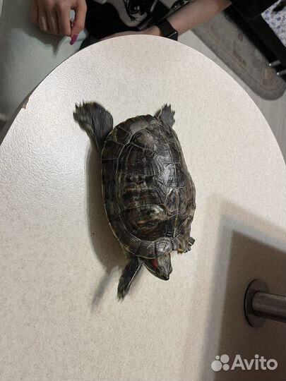 Черепаха бесплатно