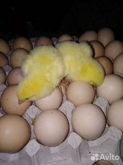 Инкубационное яйцо
