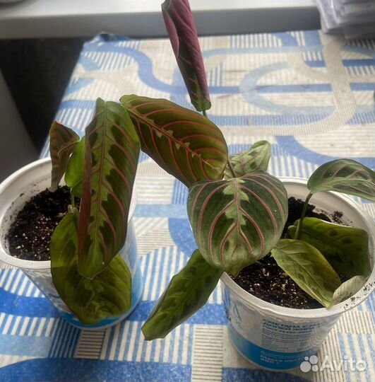 Комнатные растения цветы