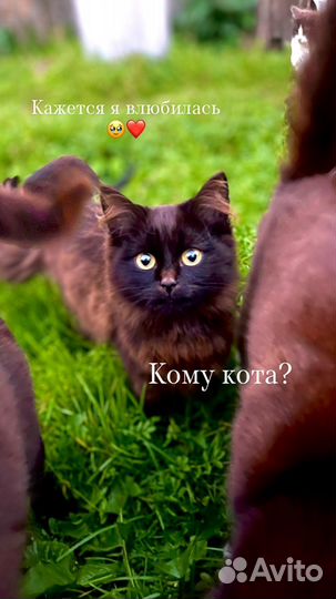 Кошка бесплатно