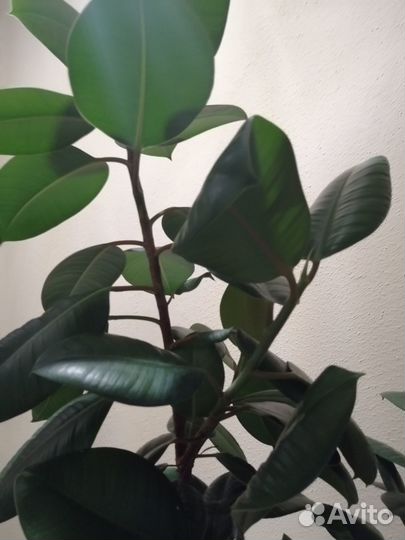 Фикус эластика робуста