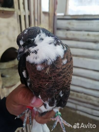 Кураховские голуби