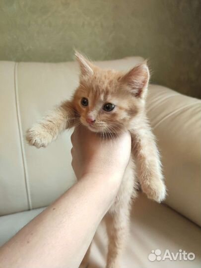 Котенок девочка 2 мес