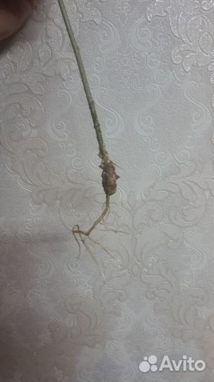 Гибискус махровый