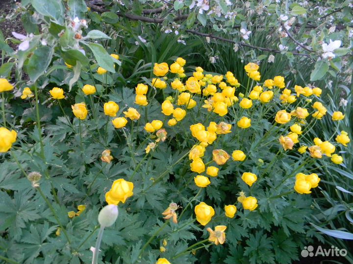 Купальница многолетние растения