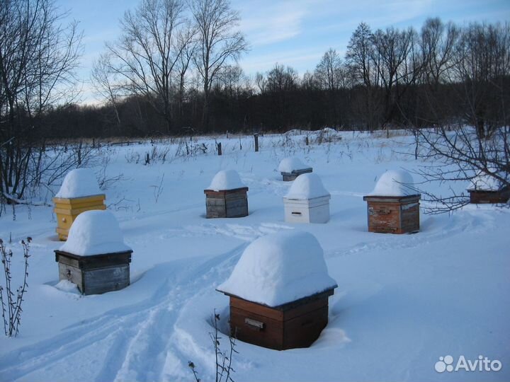 Мед в сотах