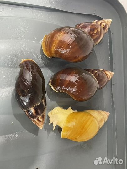 Улитки ахатины