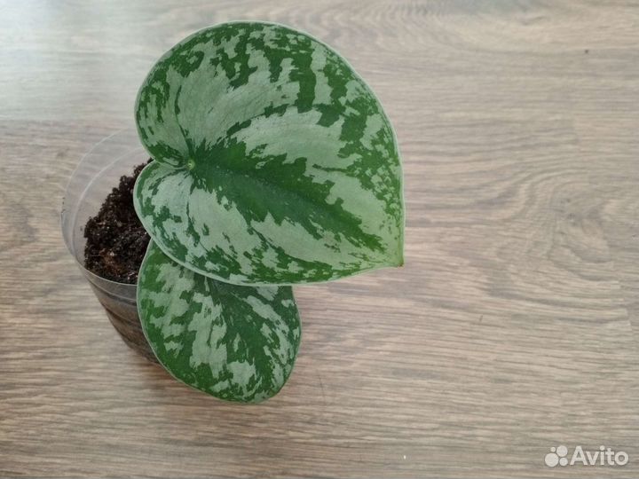 Излишки домашних цветов