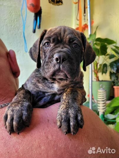 Щенки кане корсо