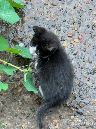 Котята