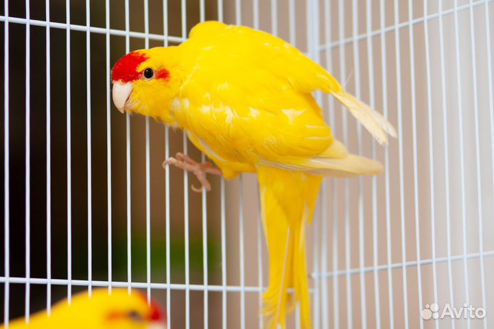 Какарик желтый птенцы