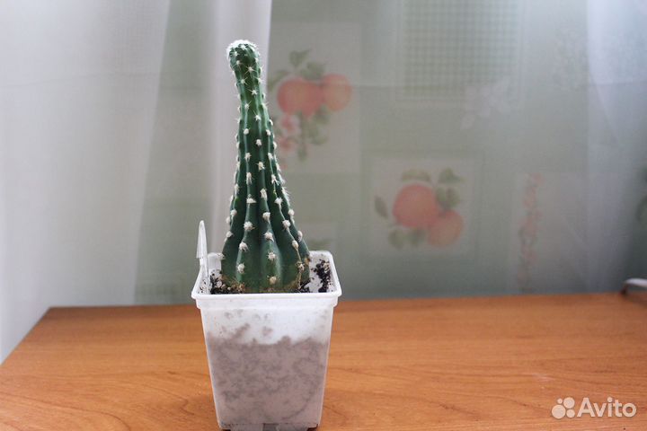 Кактусы и суккуленты