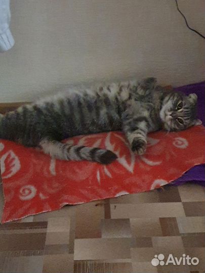 Шотландская вислоухая